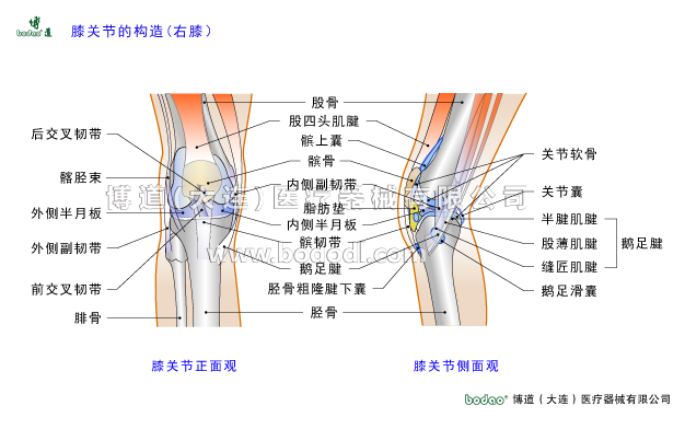 膝關(guān)節(jié)的常見(jiàn)疾病與健康防護(hù)