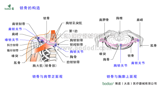 鎖骨的常見傷病與健康防護