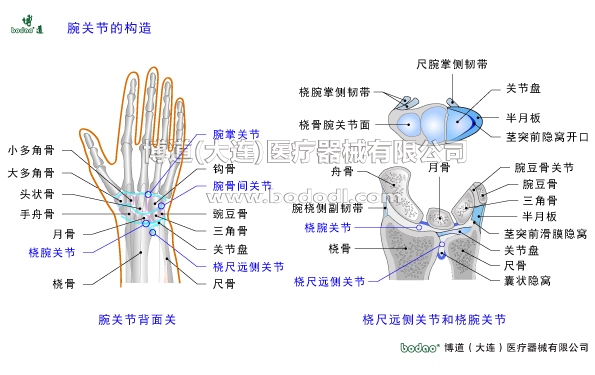 腕關(guān)節(jié)的常見(jiàn)疾病與健康防護(hù)