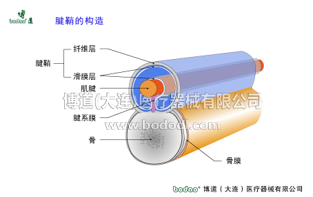 腕關(guān)節(jié)的常見(jiàn)疾病與健康防護(hù)