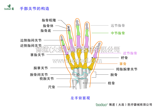 手關(guān)節(jié)常見(jiàn)傷病與健康防護(hù)