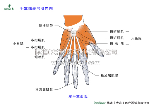 手關(guān)節(jié)常見傷病與健康防護