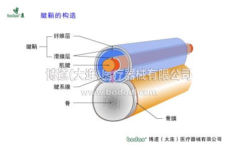 手關(guān)節(jié)常見傷病與健康防護