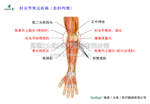 肘關(guān)節(jié)構(gòu)造及其常見(jiàn)傷病