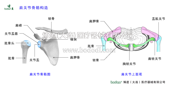肩關(guān)節(jié)的常見疾病與健康防護(hù)