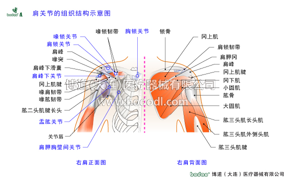 肩關(guān)節(jié)的常見疾病與健康防護(hù)