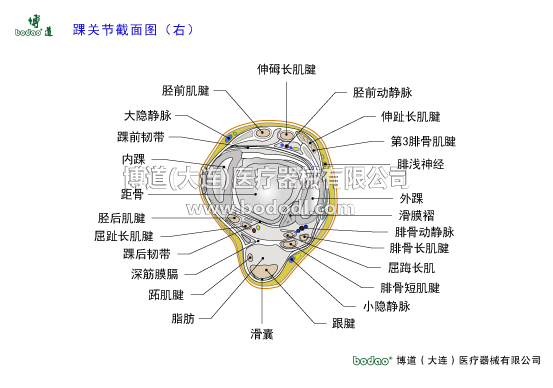 踝關(guān)節(jié)的構(gòu)造與常見傷病