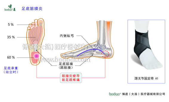 踝關(guān)節(jié)的構(gòu)造與常見傷病