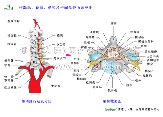 頸椎常見(jiàn)疾病與健康防護(hù)