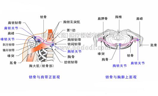 鎖骨的常見(jiàn)傷病與健康防護(hù)