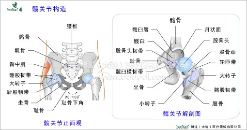 髖關(guān)節(jié)疾病與健康護(hù)理