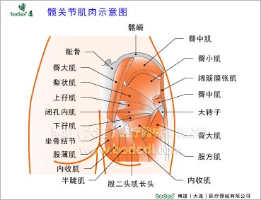 髖關(guān)節(jié)疾病與健康護(hù)理