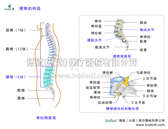 腰椎的構造博道腰椎固定帶腰椎結構腰椎病的預防與康復治療脊柱側面觀頸椎有幾塊胸椎有塊腰椎有5塊腰椎側面觀骶椎尾骨棘突腰椎間盤突出腰神經根腰椎間關節(jié)腰骶關節(jié)骶尾關節(jié)腰椎體解剖圖馬尾神經髓核軟骨板纖維環(huán)腰椎小關節(jié)前縱韌帶后縱韌帶黃韌帶棘上韌帶棘間韌帶腰椎管椎間孔脊髓脊神經構造腰神經節(jié)橫突上下關節(jié)突關節(jié)醫(yī)用護腰帶髓核纖維環(huán)軟骨板腰肌勞損腰椎退行性病變骨質增生日本護腰高彈力透氣醫(yī)用護腰帶閃腰扭腰腰圍