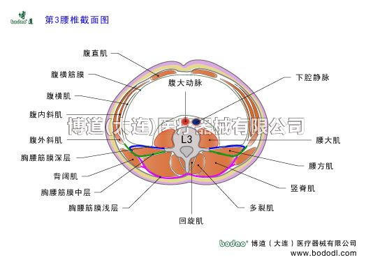 腰椎結構第三腰椎截面圖L3結構腰椎解剖圖腰部肌肉構造腰大肌腰方肌豎脊肌髂肋肌最長肌棘肌多裂肌回旋肌背闊肌腹直肌腹外斜肌腹內斜肌腹橫肌下腔靜脈腹主動脈腹大動脈髂腰肌胸腰筋膜淺層胸腰筋膜中層胸腰筋膜深層閃腰扭腰博道透氣性護腰腰椎矯正固定帶腰肌勞損腰椎骨質增生腰背肌筋膜炎腰椎間盤突出胸腰椎壓縮性骨折腰疼透氣加壓護腰腰椎矯正固定牽引器腰椎病的預防與治療腰椎病的主要病癥與康復治療博道腰部固定帶腰椎固定帶