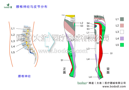 腰椎神經與皮節(jié)分布腰椎神經皮節(jié)腰椎神經有5對前根屬運動性后根屬感覺性脊神經節(jié)神經干椎間孔前支后支脊膜支和交通支神經節(jié)段性、腰叢神經股神經閉孔神經腰骶干神經骶尾神經骶叢神經肌支神經皮支神經節(jié)段性臀上皮神經橫突或關節(jié)突肥大背部深肌勞損撕裂以及肌纖維腱纖維或韌帶的腫脹出血等原因致使后支受壓張力增加導致腰背痛博道護腰部固定帶腰椎固定帶透氣性腰圍腰封腰托腰椎病的預防與治療腰椎病的治療與康復護理博道腰部固定帶