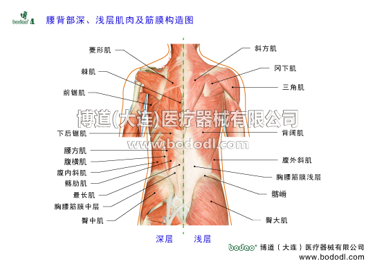 腰背部深淺層肌肉及胸腰筋膜構造博道腰椎固定帶透氣性醫(yī)用護腰腰肌勞損又名功能性腰痛、腰部軟組織勞損，是腰部軟組織損傷的代表性傷病，主要是指腰背部及腰骶部相關肌肉、韌帶等軟組織的慢性損傷。腰部淺層有呈直角三角形的背闊肌，深層有位于腰椎內外兩側、強勁有力的豎脊肌（髂肋肌、最長肌、棘?。┮约岸嗔鸭?、回旋肌、腰方肌、腰大肌等。其中，豎脊肌、多裂肌、腰大肌這3組肌肉組織在腰部活動中負擔最大，受損傷最多。