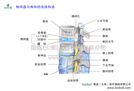 腰椎間盤的構造腰椎間盤是腰椎的核心，與后側的關節(jié)突關節(jié)形成穩(wěn)固的三角構造，確保腰椎的穩(wěn)定。博道腰部固定帶日本透氣性醫(yī)用護腰對腰椎間盤突出癥的固定防護作用。腰椎間盤比頸椎間盤胸椎間盤厚，最厚處9mm。腰椎間盤憑借著腰背肌的良好功能而極具穩(wěn)定性，且富有韌性和彈性，具有強大的抗壓能力。腰椎間盤突出的主要原因與防護治療。腰椎間盤突出膨出及脫出的主要癥狀。