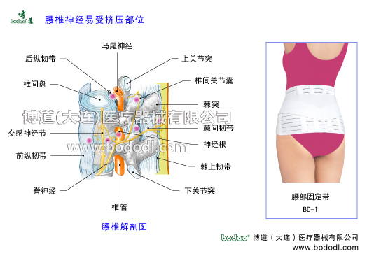 腰椎神經易受擠壓部位，腰椎病的預防與治療博道腰部固定帶醫(yī)用透氣性護腰。腰椎病的病癥種類與康復護理腰椎固定帶腰椎構造解剖圖腰椎間盤突出腰椎退行性改變日本透氣護腰腰肌勞損椎管椎間孔棘突上下關節(jié)突神經根脊神經馬尾神經交感神經節(jié)前縱韌帶后縱韌帶椎間關節(jié)椎間關節(jié)囊椎間盤膨出退變馬尾綜合征小關節(jié)紊亂腰背肌筋膜炎急慢性腰疼腰椎壓縮哦性骨折腰椎矯正帶腰椎椎管狹窄腰椎滑脫分離癥腰椎峽部裂峽部不連腰骶關節(jié)勞損骶髂關節(jié)炎