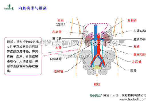 內臟疾患與腰痛。腰椎病及腰痛的三大發(fā)病原因，腰痛的主要原因。腰痛與內臟疾患相關。腰椎病的預防與治療，博道醫(yī)用腰部固定帶透氣性護腰的功能與作用。腰椎病的治療與防護。肝臟腎臟胰腺炎癥女性子宮或男性前列腺等疾病及便秘腹瀉胃病血尿腎臟或尿路結石大動脈瘤腫瘤等引發(fā)腰痛。腰部關節(jié)疾病如腰椎關節(jié)腰骶關節(jié)骶髂關節(jié)髖關節(jié)以及腰腹部肌肉筋膜肌腱神經等軟組織損傷或病變導致腰痛。腰痛其它因素：婦科疾病痛經孕期產后更年期體寒