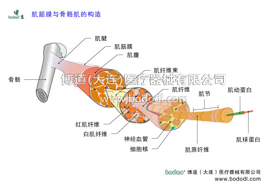 肌筋膜與骨骼肌的構造。什么是筋膜，筋膜在哪里。筋膜的功能與作用。筋膜存在于體內各個組織器官之間，具有支持、限制和保護各組織器官的作用。筋膜的種類。漿膜下筋膜即內臟筋膜。肌筋膜包被骨骼肌，是一層覆蓋于肌肉和肌腱組織周圍、遍布全身的結締組織，肌筋膜膠原纖維的排列方向。肌筋膜又可分為淺筋膜和深筋膜。博道腰椎固定帶透氣性醫(yī)用護腰的功能與防護作用。
