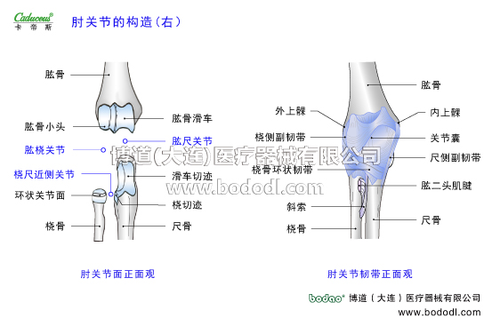 肘關節(jié)的運動損傷與防護