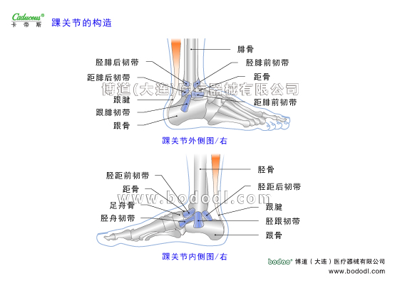 踝關節(jié)的運動損傷與防護