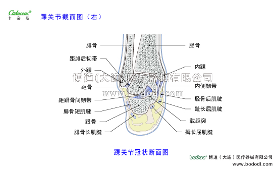 踝關節(jié)的運動損傷與防護