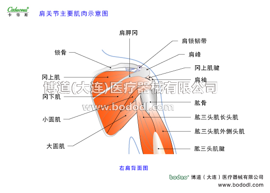肩關(guān)節(jié)的運動損傷與防護(hù)