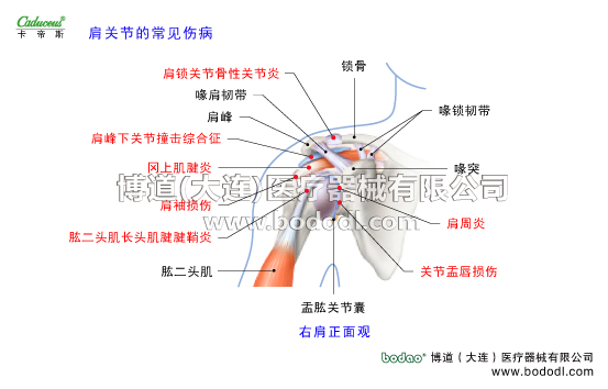 肩關(guān)節(jié)的運動損傷與防護