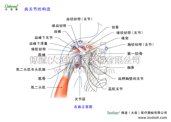 肩關(guān)節(jié)的運動損傷與防護