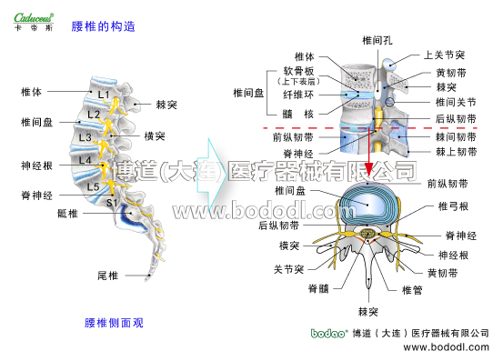 腰椎部的運(yùn)動損傷與防護(hù)