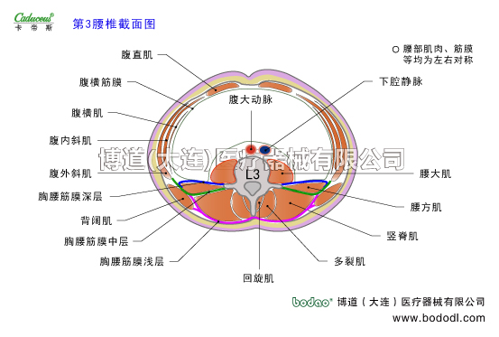 腰椎部的運(yùn)動損傷與防護(hù)