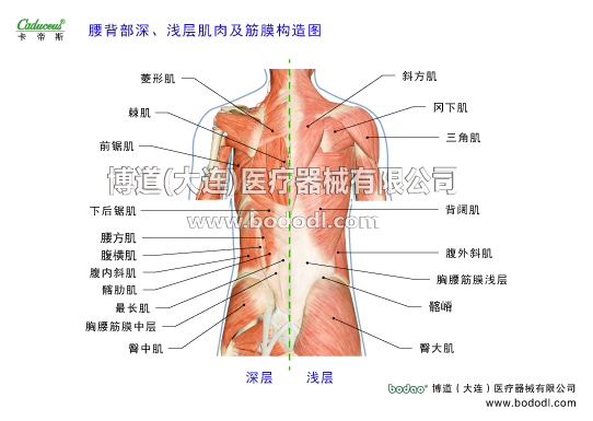 腰椎部的運(yùn)動損傷與防護(hù)