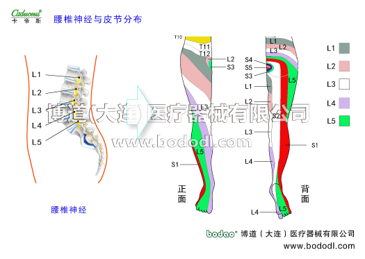 腰椎部的運(yùn)動損傷與防護(hù)