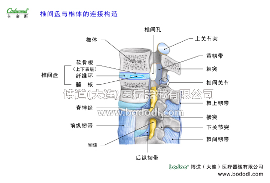 腰椎部的運(yùn)動損傷與防護(hù)