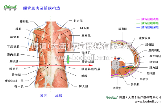 腰椎部的運(yùn)動損傷與防護(hù)