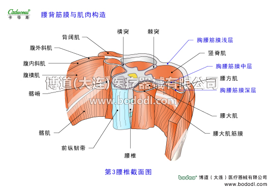腰椎部的運(yùn)動損傷與防護(hù)