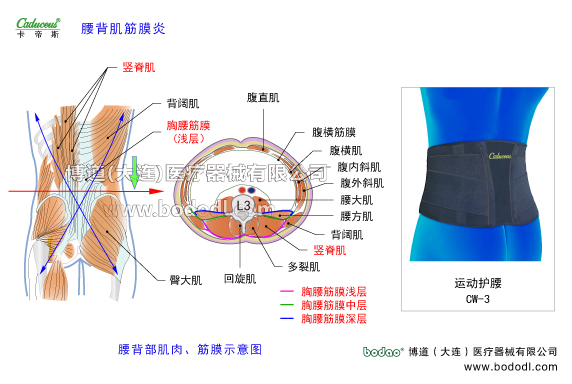 腰椎部的運(yùn)動損傷與防護(hù)