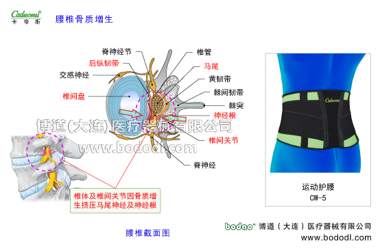 腰椎部的運(yùn)動損傷與防護(hù)
