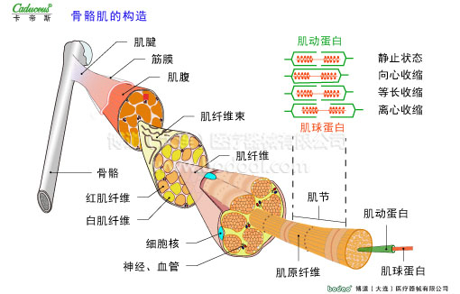 肌肉損傷與運(yùn)動防護(hù)