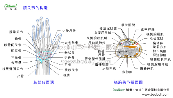 腕關(guān)節(jié)的運動損傷與防護