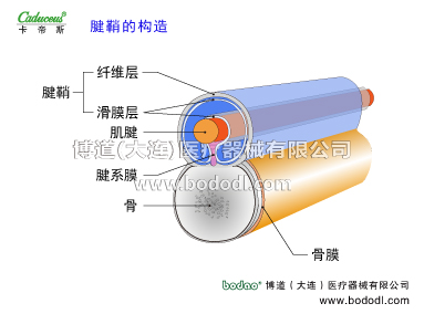腕關(guān)節(jié)的運動損傷與防護