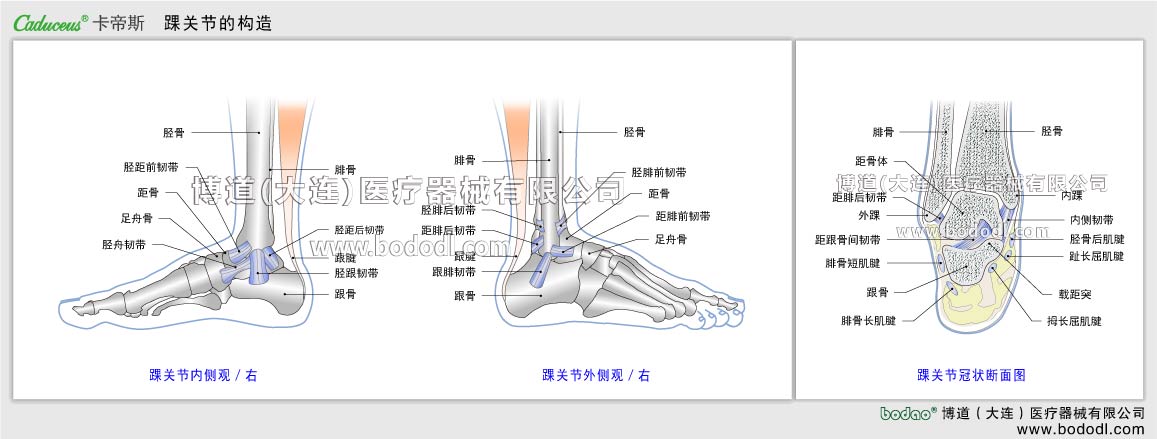 STRUCTURE OF ANKLE  JOINT 