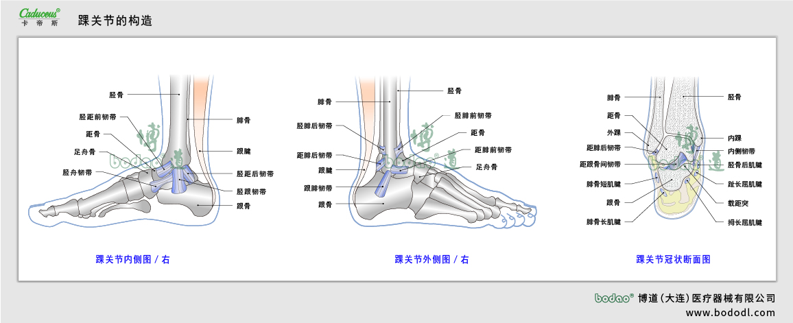 踝關(guān)節(jié)的構(gòu)造