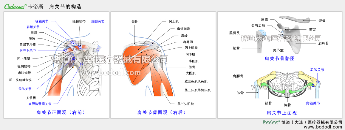 STRUCTURE OF SHOULDER  JOINT 