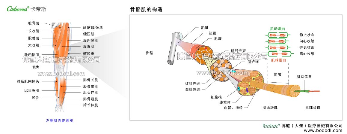MUSCLE STRUCTURE