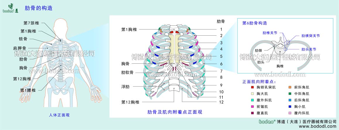 STRUCTURE OF CHEST AND RIBS