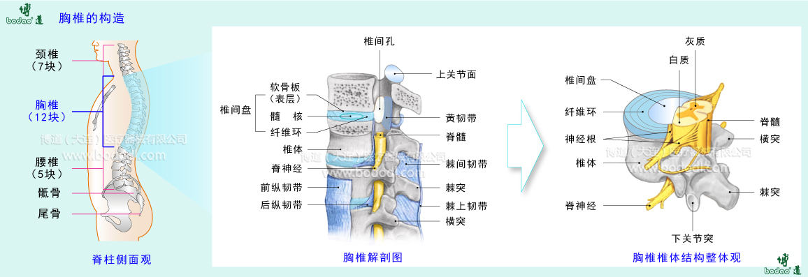 胸椎的構造