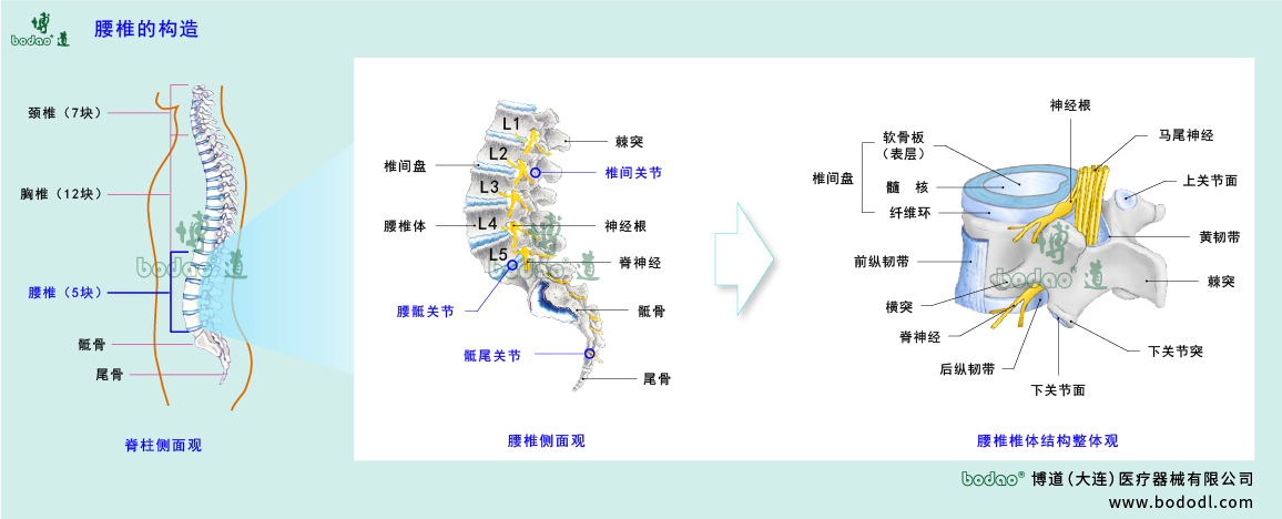 腰椎的構(gòu)造
