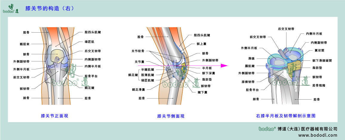 膝關(guān)節(jié)的構(gòu)造